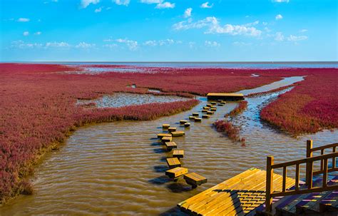 Red Beach Panjin Şehrinde Ziyaret Edilmesi Gereken Büyülü Bir Doğal Harika mı?